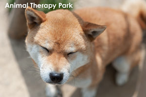 somoriyama_jul_2015_10lr