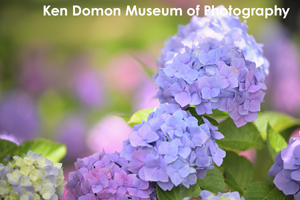 sshiroishigawa_apr_2012_08lr