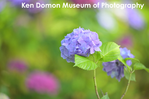 ssendai_nov_2008_06lr