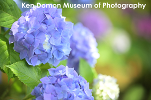 somoriyama_jan_2013_05lr