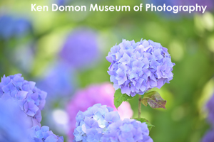 somoriyama_jul_2015_13lr