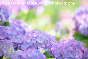 sshiroishigawa_apr_2012_08lr