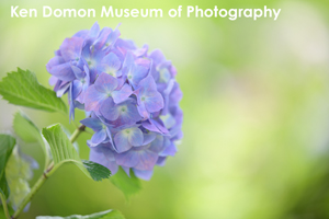 somoriyama_sep_2013_11lr