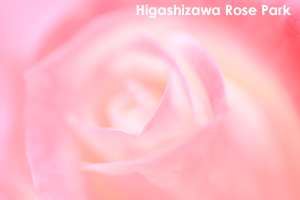 syagiyama_nov_2008_11lr