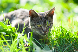 ssendai_dec_2010_04lr