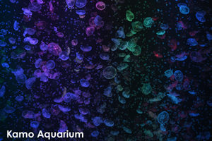 skamo_mar_2020_01@1x