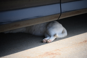 szaofoxvillage_dec_2015_10lr