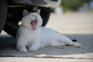 skannonjigawa_jul_2018_04lr