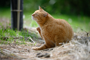 syagiyama_nov_2008_07lr