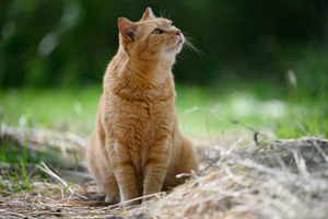 sshiroishigawa_apr_2016_02lr