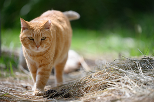 sshiroishigawa_apr_2008_18lr