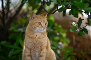 syagiyama_nov_2008_11lr