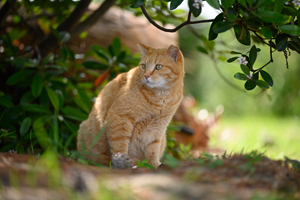 somoriyama_jul_2018_04lr