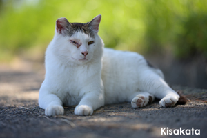 somoriyama_jul_2015_10lr