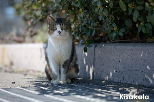 somoriyama_aug_2009_06lr