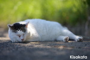 skajyo_oct_2009_16lr