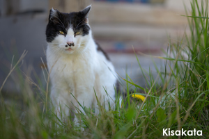 skajyo_may_2009_07lr