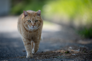 sshiroishigawa_apr_2016_02lr