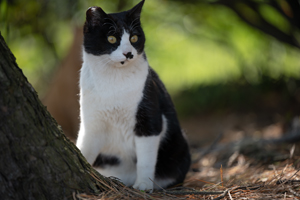 sshiroishigawa_apr_2008_18lr