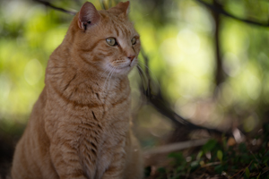 skannonjigawa_jul_2018_04lr