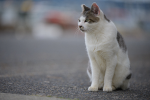 ssendai_nov_2008_06lr