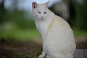 somoriyama_jul_2015_13lr