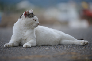 sshiroishigawa_apr_2018_08lr