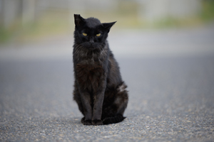 somoriyama_aug_2009_19lr