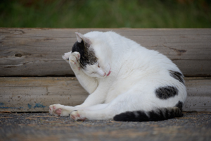 somoriyama_sep_2013_11lr