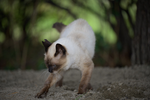 skitakami_may_2011_11lr