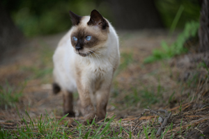 sshiroishigawa_apr_2012_08lr