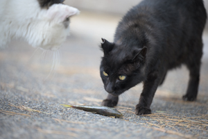 somoriyama_jan_2013_05lr