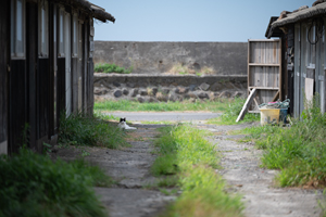 snobiru_jan_2013_04lr