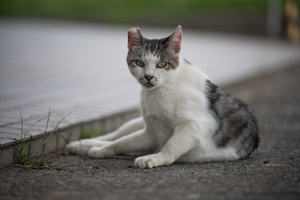 ssendai_dec_2010_03lr