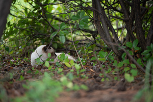 ssendai_dec_2010_04lr