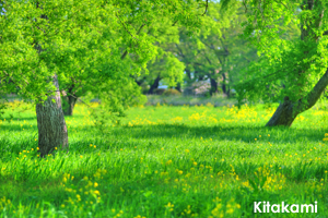 sshiroishigawa_apr_2016_02lr