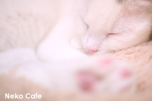 ssendai_dec_2010_04lr