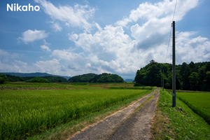 szaofoxvillage_dec_2015_10lr