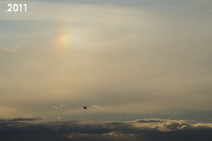 sanimalneeds_nov_2008_03lr