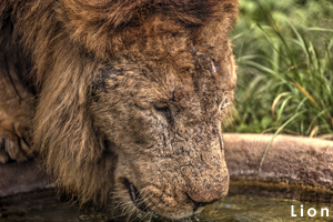 shaneda_jan_2019_01lr