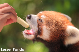 snobiru_jan_2013_04lr