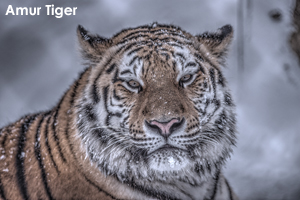 sroppongihills_jan_2019_04lr