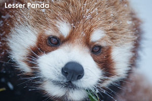 syagiyama_nov_2008_11lr