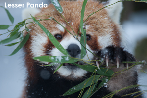 somoriyama_jul_2018_04lr