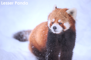 smatsushima_aug_2017_03lr