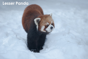 syagiyama_nov_2008_07lr