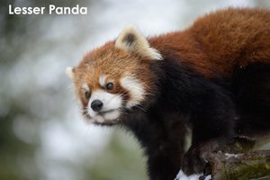 ssendai_dec_2010_03lr