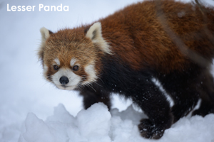 skannonjigawa_jul_2018_04lr