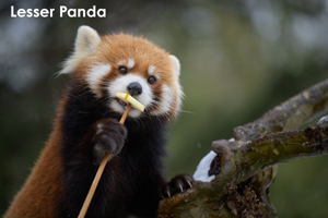 somoriyama_jul_2018_04lr