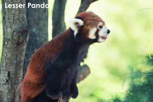 ssendai_dec_2010_03lr